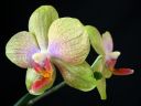 Phalaenopsis_hybridi_KTT3_20070823_IMG_1596.jpg