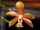 Phalaenopsis_hybridi_ON4_IMG_1613.jpg