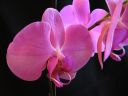 Phalaenopsis_hybridi_PLE_20090214_IMG_1267.jpg