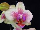 Phalaenopsis_hybridi_PLR2_20180130_IMG_3253.jpg