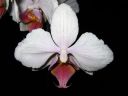 Phalaenopsis_hybridi_PL_20080118_IMG_1953.jpg