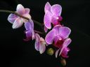 Phalaenopsis_hybridi_PL_20080122_IMG_0846.jpg