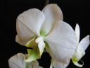 Phalaenopsis_hybridi_SPN05_20081128_IMG_1031.jpg
