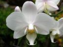 Phalaenopsis_hybridi_TEH1_20090828_IMG_3816.jpg