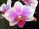 Phalaenopsis_hybridi_TEH4_20090828_IMG_4293.jpg