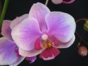 Phalaenopsis_hybridi_TEH_20090809_IMG_9302.jpg