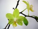 Phalaenopsis_hybridi_vanha2_IMG_1464.jpg