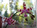 Phalaenopsis_mariae_Karge_080507_IMG_2976.jpg