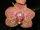 Phalaenopsis_mini_hybrid_RK_20080118_IMG_1949.jpg