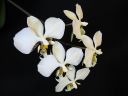 Phalaenopsis_stuartiana_YT_080507_IMG_1516.jpg